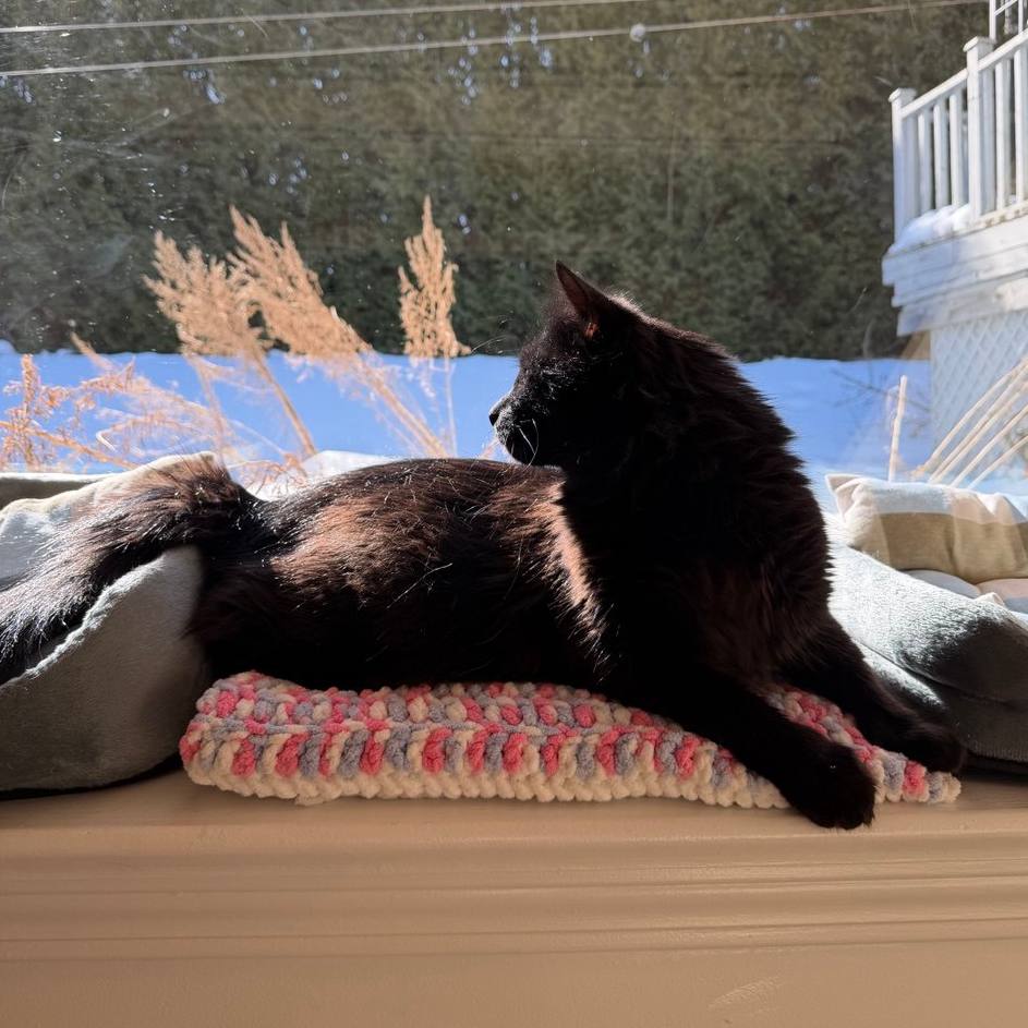 Meow Manor — Cat Hotel & Boarding
